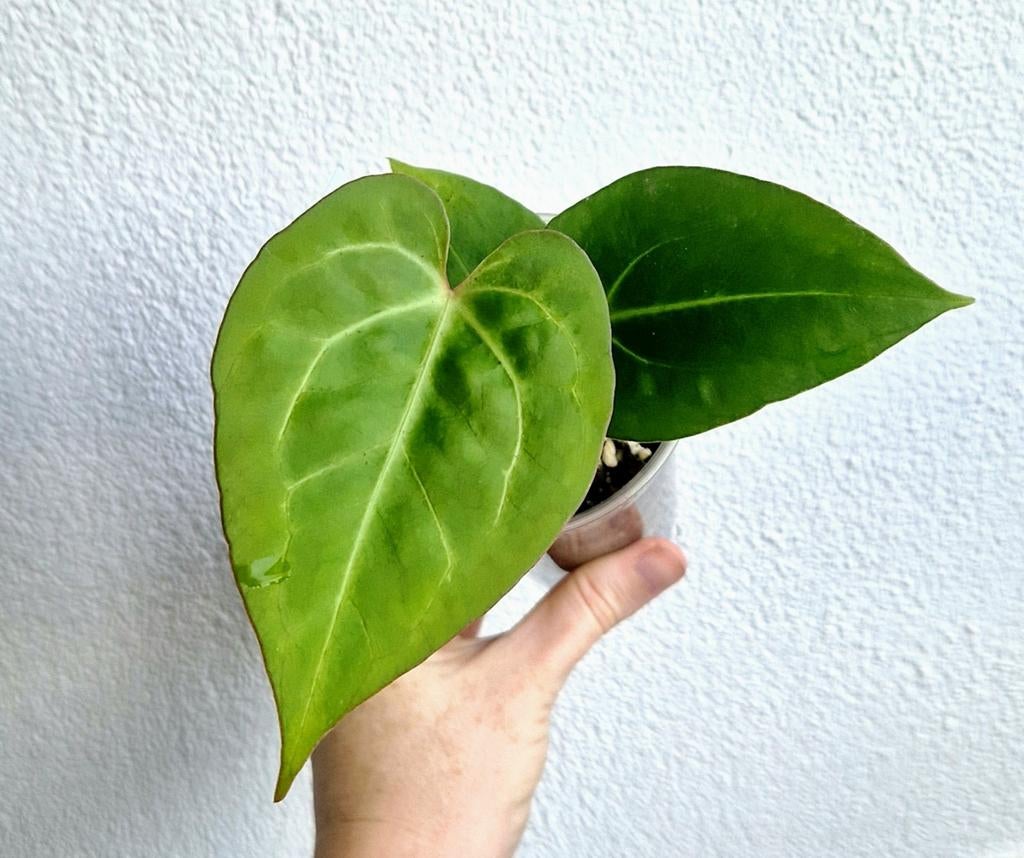 Anthurium Crystallinum 'Red Sinus' x (KOS HU x Pap), Overige soorten, Vaste plant, Ophalen of Verzenden, Bloeit niet