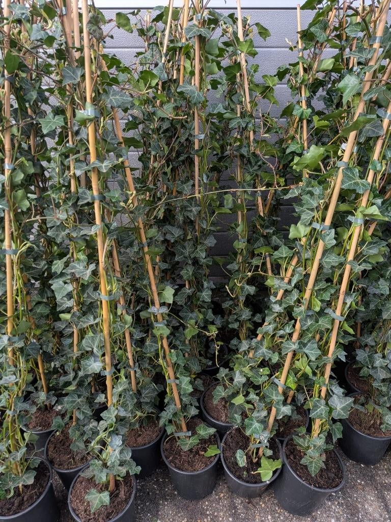 Tuinplanten partij Siergrassen, Hedera, Vlinderstruiken etc, Vaste plant, Bloeit niet, Halfschaduw, Ophalen