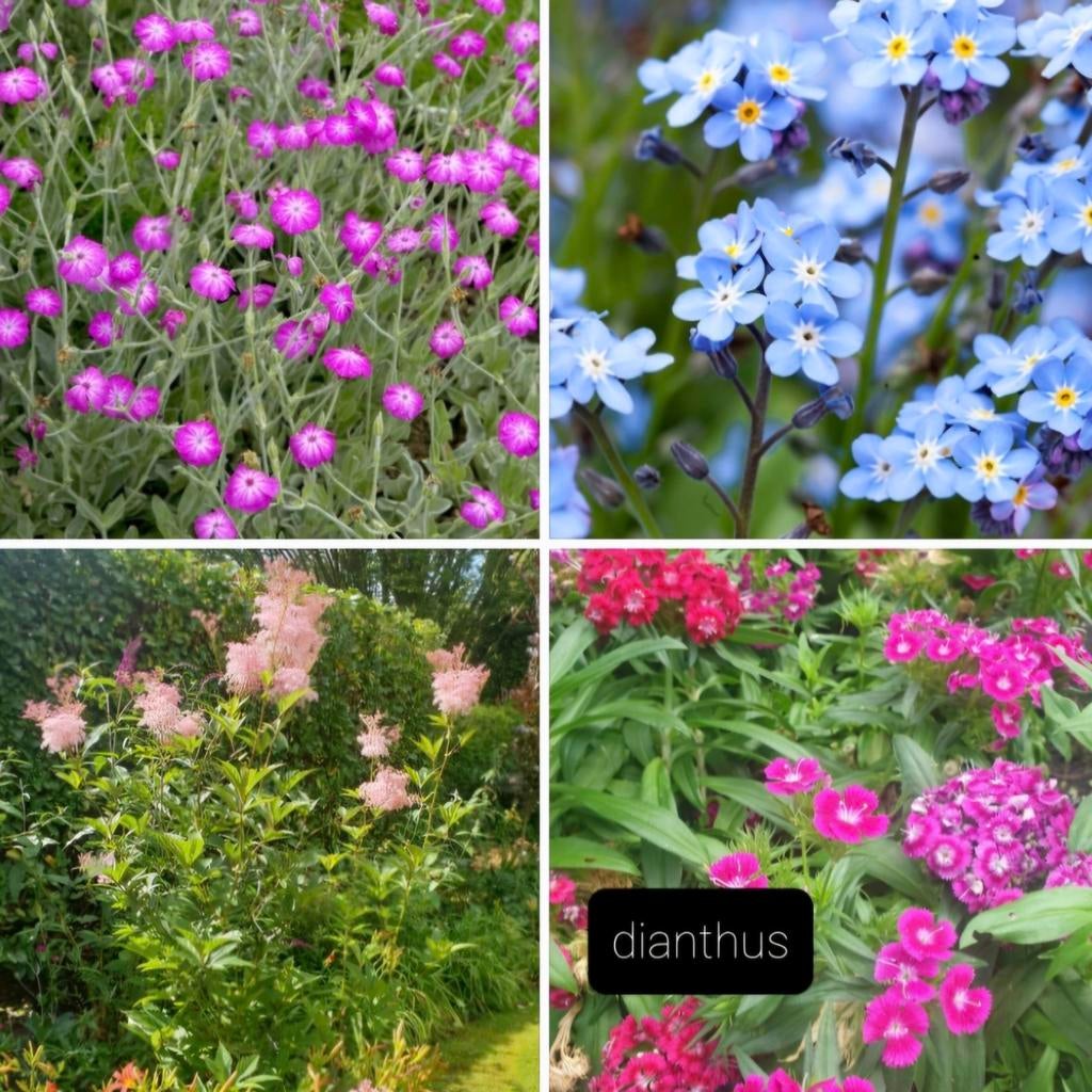 Jonge planten, vanaf 1,-, Tuin en Terras, Ophalen