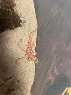 0.1 Pachydactylus rangei cb25, Hagedis, 0 tot 2 jaar