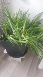 Aloe Vera plant (GROOT), Huis en Inrichting, Kamerplanten, Halfschaduw, Ophalen