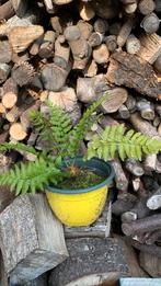 Varens groen blijvend, Tuin en Terras, Ophalen of Verzenden, Bloeit niet, Varens, Halfschaduw