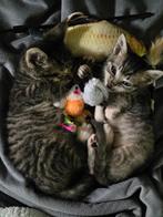 Nog 1 kitten met de papfles grootgebracht, Meerdere dieren, Kortharig, 0 tot 2 jaar