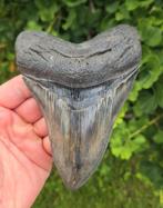 Megalodon Tand - 14,3cm - South Carolina, Ophalen of Verzenden, Fossiel