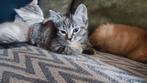 Onze laatste 2 kittens die een super fijn huisje zoeken, Kater