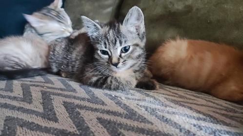 Onze laatste 2 kittens die een super fijn huisje zoeken, Dieren en Toebehoren, Katten en Kittens | Overige Katten, Kater