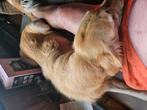 Goed Forever Home gezocht voor 2 Flatcoated Retrievers, Dieren en Toebehoren, Rabiës (hondsdolheid), Overige rassen, Teef, Meerdere