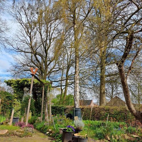 Berkenboom kappen Hengelo Ov. ong 12-15m hoog, Tuin en Terras, Planten | Bomen, Overige soorten, Ophalen of Verzenden