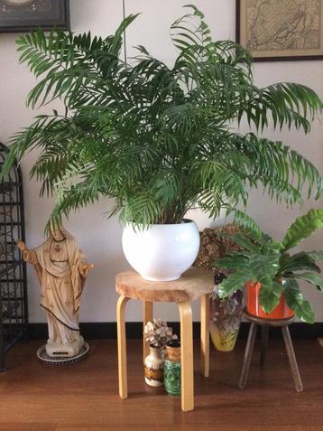 Grote arena palm plant, exclusief pot, ophalen in Hoofddorp  beschikbaar voor biedingen