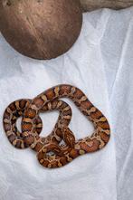 diversen rattenslangen, Slang, 0 tot 2 jaar