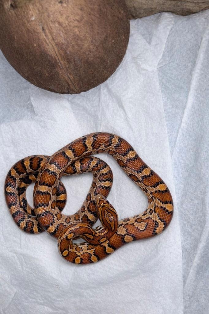 diversen rattenslangen