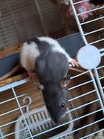 Rittens geb 14-12-2025, Dieren en Toebehoren, Rat, Mannelijk, December, Tam