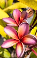 Plumeria Poung Roi Golden Leaf Variegated
Zeldzaam April/Mei, Tuin en Terras, Ophalen of Verzenden, Overige soorten, Volle zon