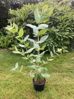 Eucalyptus Globulus, Ophalen, Volle zon, Overige soorten
