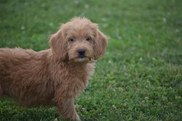 Labradoodle pups beschikbaar voor biedingen