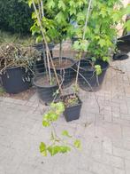 Vitis blauwe druif, Ophalen, Overige soorten, Zomer