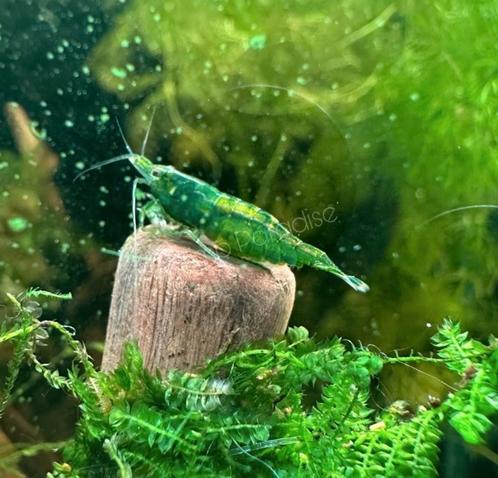 Green Jade garnalen / Neocaridina davidi, Dieren en Toebehoren, Vissen | Aquariumvissen, Zoetwatervis, Kreeft, Krab of Garnaal