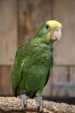 Jonge Baby Dubbel Geelkop Amazones | Handtam | Nieuwsgierig, Dieren en Toebehoren, Vogels | Parkieten en Papegaaien, Meerdere dieren