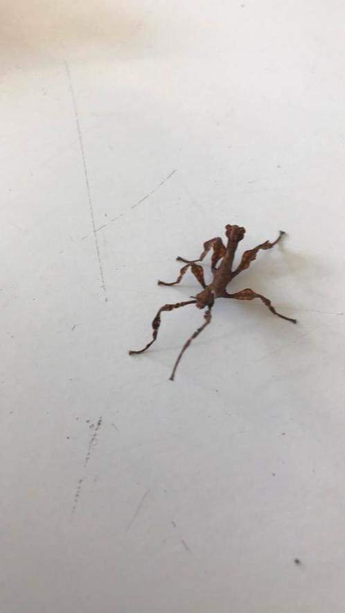 Australische en Indische wandelende takken nimfen ook eitjes, Dieren en Toebehoren, Insecten en Spinnen, Wandelende tak