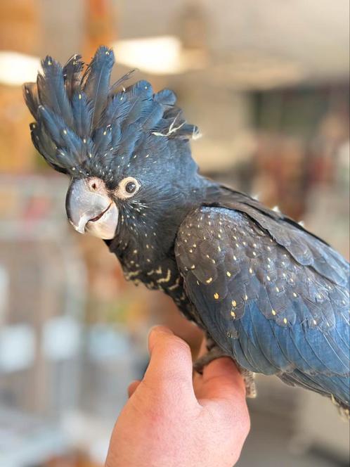 Jonge zwartroodstaart kaketoe ( zeldzaam soort ), Dieren en Toebehoren, Vogels | Parkieten en Papegaaien, Papegaai, Meerdere dieren