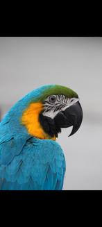 Lieve ara Blue inclusief alle toebehoren, Dieren en Toebehoren, Vogels | Parkieten en Papegaaien, Papegaai, Pratend, Vrouwelijk