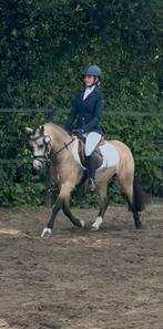 🥇 🥇Top wedstrijdpony te koop 🥇🥇, Gechipt, Ruin, M, Springpony