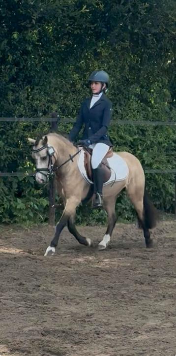 🥇 🥇Top wedstrijdpony te koop 🥇🥇 beschikbaar voor biedingen