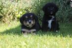 unieke friese stabij x nova scotia duck tolling retriever pu, Overige rassen, 8 tot 15 weken, CDV (hondenziekte), Meerdere