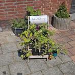 Moestuinplantjes ruilplankje!, Tuin en Terras, Planten | Tuinplanten, Zomer, Ophalen of Verzenden, Volle zon