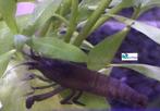 Blauwe Waaierhandgarnaal, Dieren en Toebehoren, Kreeft, Krab of Garnaal, Zoetwatervis