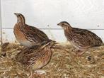Kippen/ kwartels verblijf aangeboden, Meerdere dieren, Tropenvogel