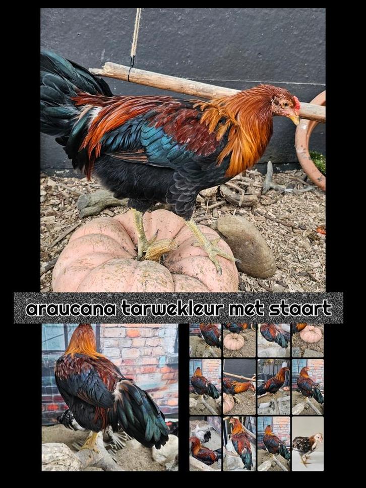 Araucana haan tarwekleur met staart, raszuiver, handtam, Dieren en Toebehoren, Pluimvee, Kip, Mannelijk