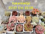 vakantietijd 23.07 t/m22/08 Echeveria/vetplant/succulent/, Ophalen of Verzenden, Overige soorten, Minder dan 100 cm