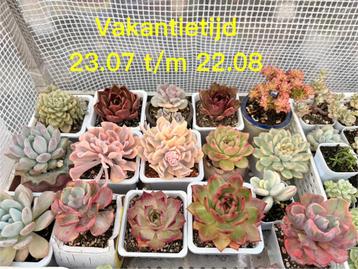 vakantietijd 23.07 t/m22/08 Echeveria/vetplant/succulent/ beschikbaar voor biedingen