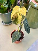 Philodendron Melanochrysum variegata P10 nr1, Overige soorten, In pot, Minder dan 100 cm, Groene kamerplant