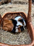 Super lieve baby cavia’s, allen zeugjes, Dieren en Toebehoren, Knaagdieren, Cavia, Vrouwelijk, November, Tam