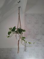 Macrame hangers met pot en hangplanten, Ophalen of Verzenden, Overige soorten, Minder dan 100 cm