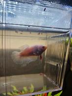 Betta vis (vrouwtje)