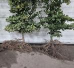 Mooie volle beukenhagen, Tuin en Terras, Planten | Bomen, Ophalen, Bloeit niet, Halfschaduw, Overige soorten
