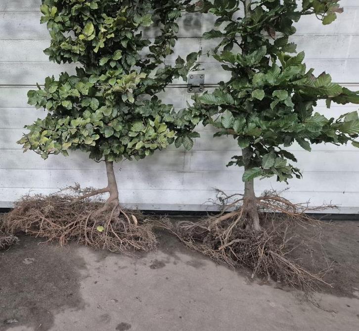 Mooie volle beukenhagen, Tuin en Terras, Planten | Bomen, Overige soorten, 100 tot 250 cm, Halfschaduw, Bloeit niet, Ophalen