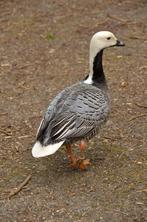 Gezocht keizergans mannetje overjarig, Dieren en Toebehoren, Mannelijk, Gans of Zwaan