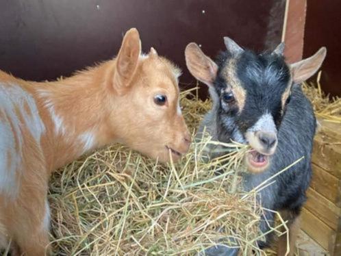 Dwerggeitjes of materialen voor geitjes kopen of verkopen., Dieren en Toebehoren, Schapen, Geiten en Varkens, Geit, Geslacht onbekend