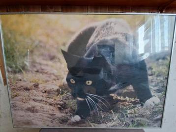 Foto van een zwarte kat beschikbaar voor biedingen