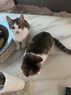 2 lieve, speelse kittens, Dieren en Toebehoren, Katten en Kittens | Raskatten | Korthaar, Kater, Ontwormd, 0 tot 2 jaar