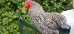 Cochin kriel haan, Dieren en Toebehoren, Pluimvee, Mannelijk, Kip