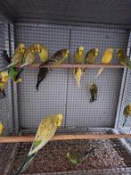 Diverse kleuren Engelse grasparkieten., Dieren en Toebehoren, Vogels | Parkieten en Papegaaien, Meerdere dieren, Parkiet