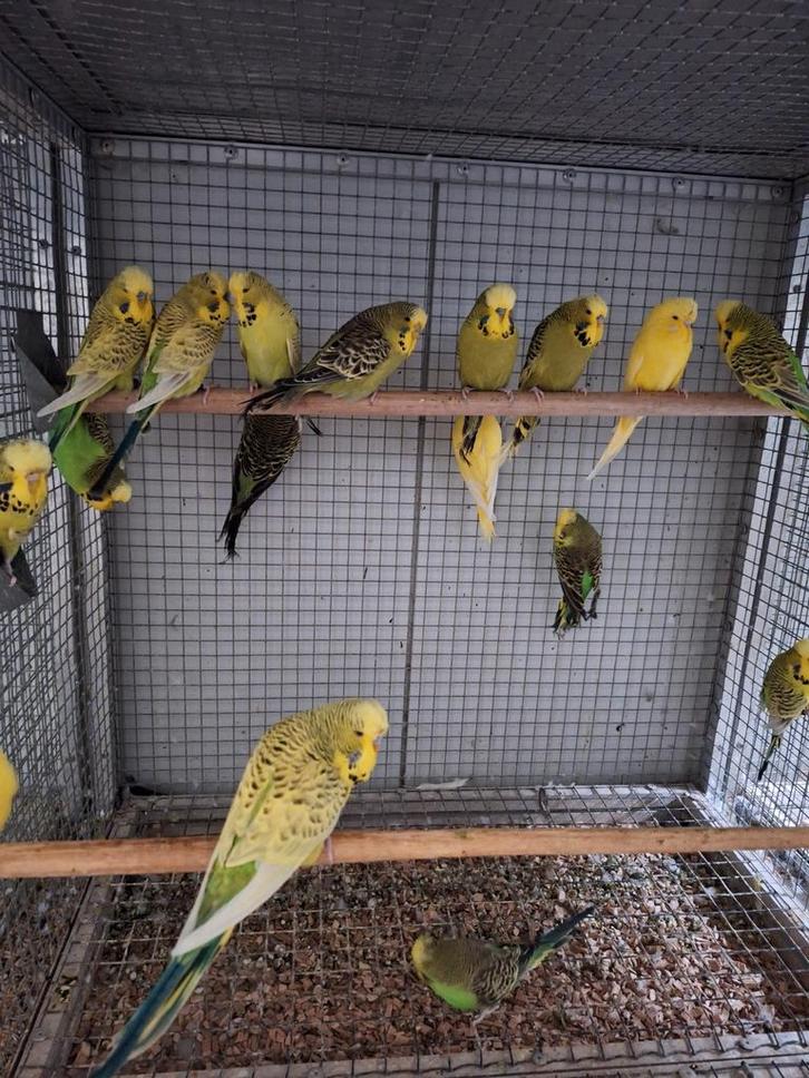 Diverse kleuren Engelse grasparkieten., Dieren en Toebehoren, Vogels | Parkieten en Papegaaien, Parkiet, Meerdere dieren