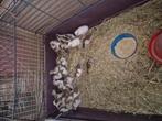 33 parelhoenders voor 300 euro geboren 3-8, Dieren en Toebehoren, Pluimvee, Meerdere dieren, Overige soorten
