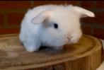 Raszuivere minilop konijntjes, Dieren en Toebehoren, Konijnen, Meerdere dieren, Dwerg, Hangoor, 0 tot 2 jaar