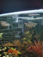 Juwel hoek aqarium 190 liter helemaal compleet met vissen, Dieren en Toebehoren, Vissen | Aquaria en Toebehoren, Ophalen, Zo goed als nieuw